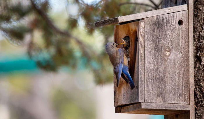 bluebird nesting box