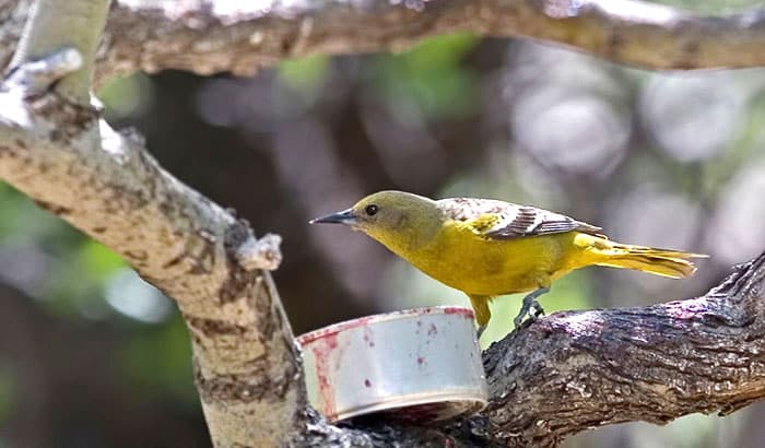 what birds eat grape jelly