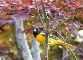 baltimore in maple tree