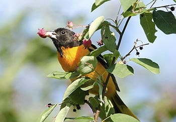 baltimore orioles love berries