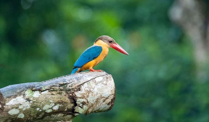 birds have different beaks