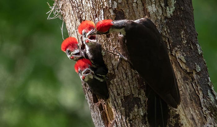 can woodpeckers kill a tree