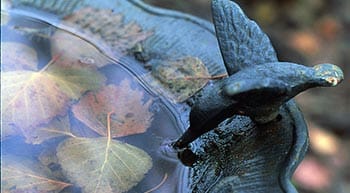 change water bird bath