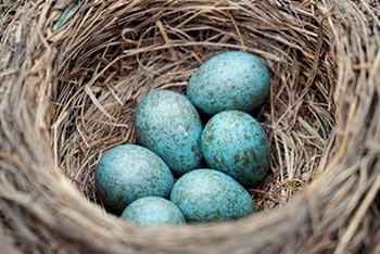 common blackbird eggs