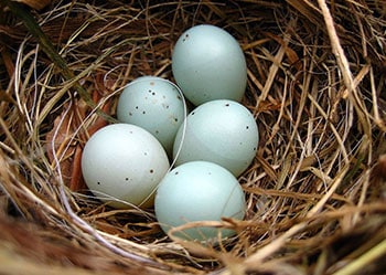 dunnock bird egg