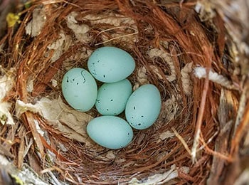 house finch eggs