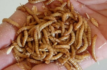 mealworms for indigo bunting