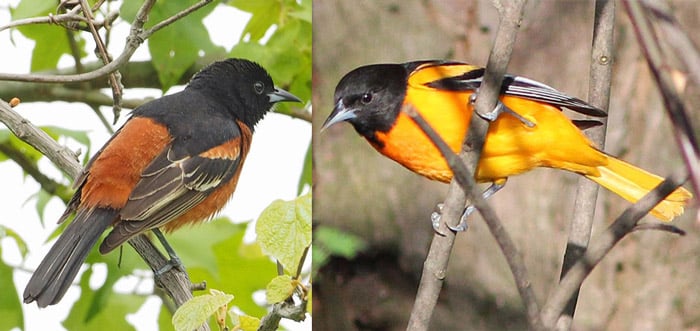 orchard baltimore oriole