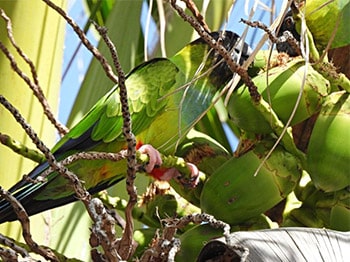 parakeet eat coconut
