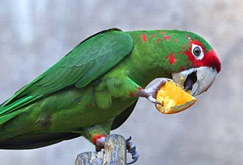 parakeet eat oranges