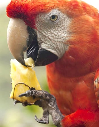 parakeet eat pineapples