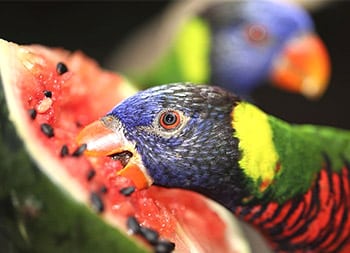 parakeet eat watermelon