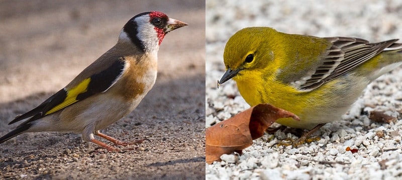 pine warbler vs goldfinch features