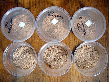 plastic container mealworms