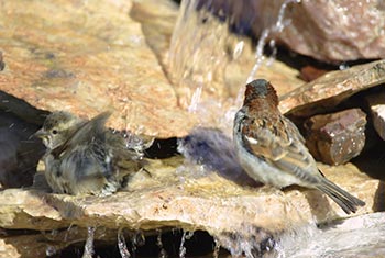 running water bird bath