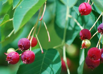 serviceberry for cedar waxwing