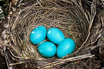 song thrush eggs