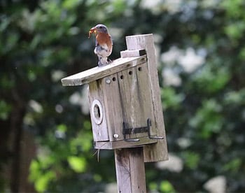 swallows nesting sites