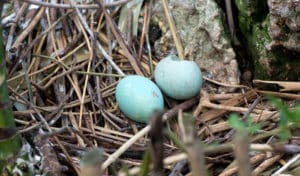 what bird lays blue eggs