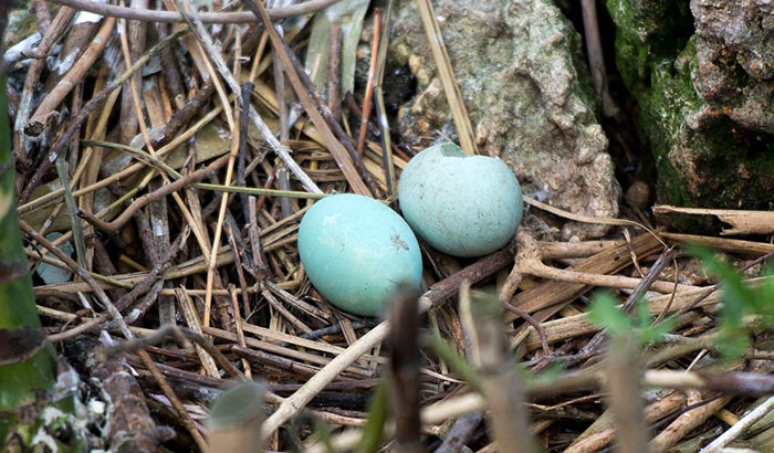 what bird lays blue eggs