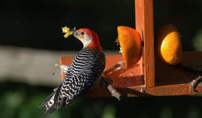 what birds are attracted to oranges