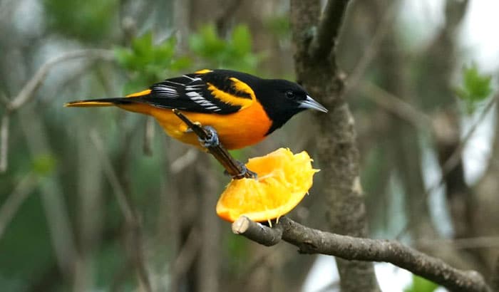 what birds eat oranges