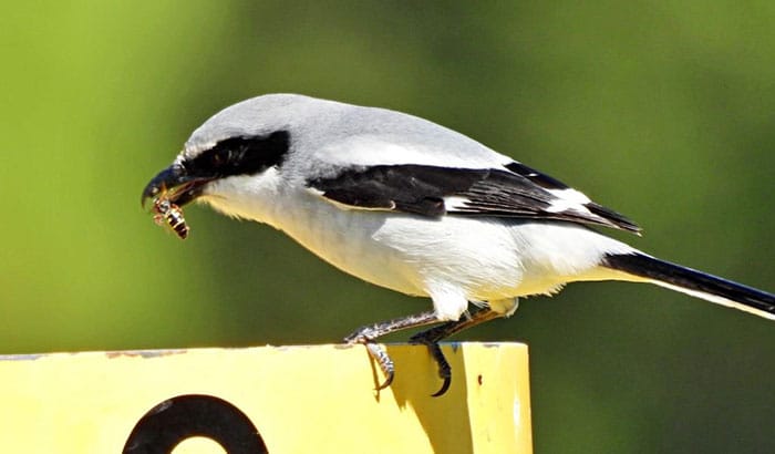 what birds eat wasps