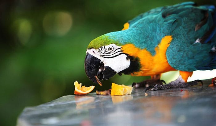 what fruits and vegetables can parakeets eat