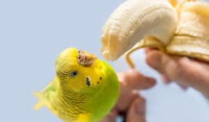 what fruits can parakeet eat
