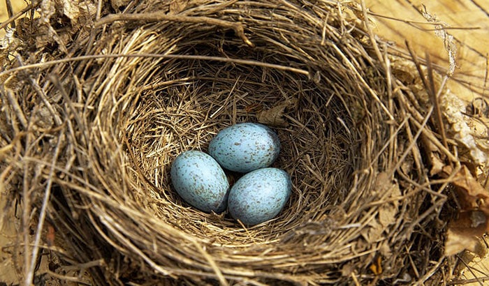 what types of birds lay blue eggs