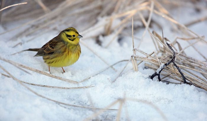 where do birds sleep in the winter