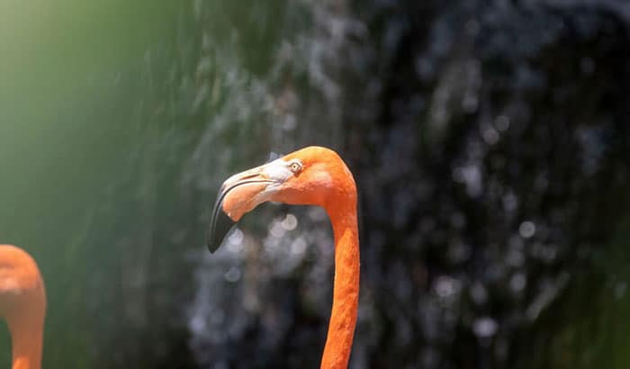 why do birds have different beaks