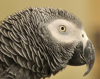 African Grey Parrot talk