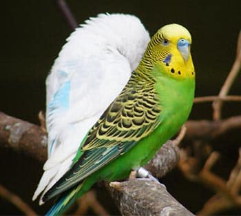 Budgies talk