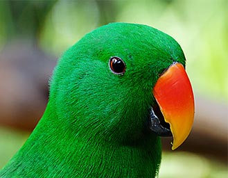 Eclectus Parrot talk