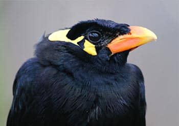 Hill Myna talk