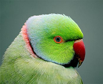 Indian Ringneck talk