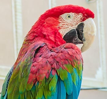 Macaw talk