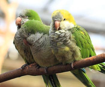 Monk Parakeet talk