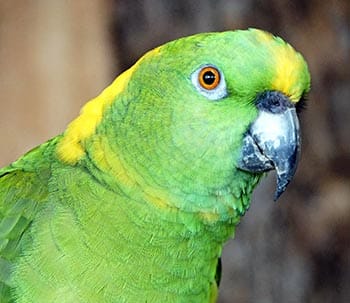 Yellow-Naped Amazon Parrot talk