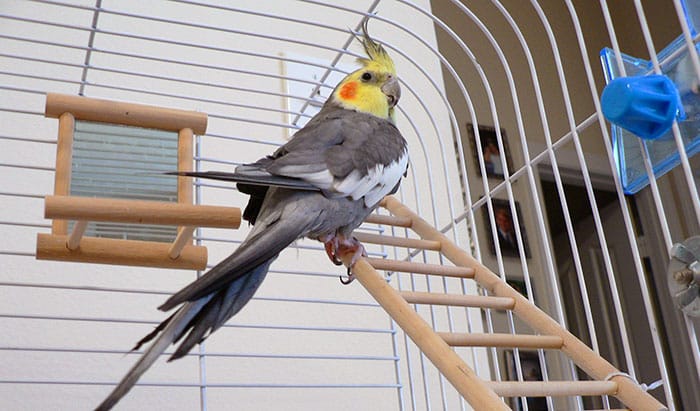 best bird cages for cockatiels