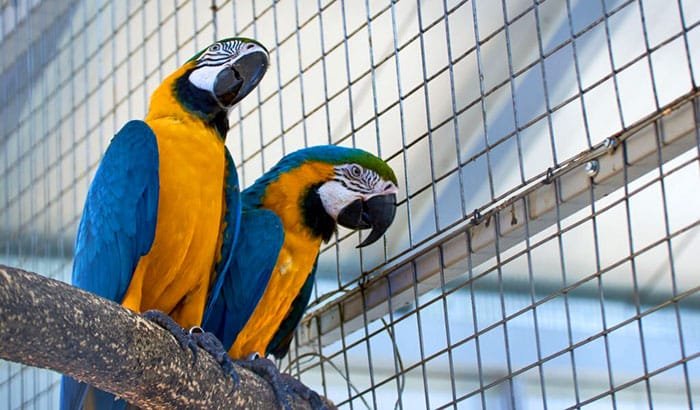 best cage for macaw