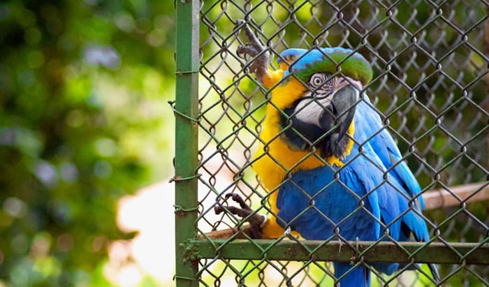 best cage size for macaw