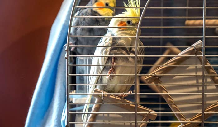 best cockatiel cage setup