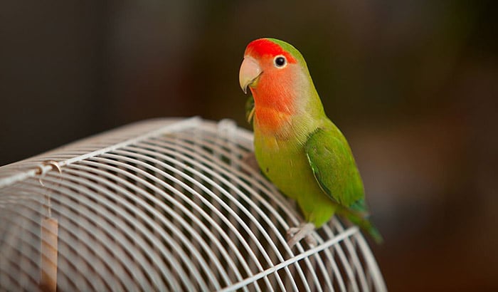 best lovebird cage