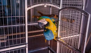 best macaw cage