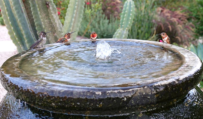 best water fountain for hummingbirds