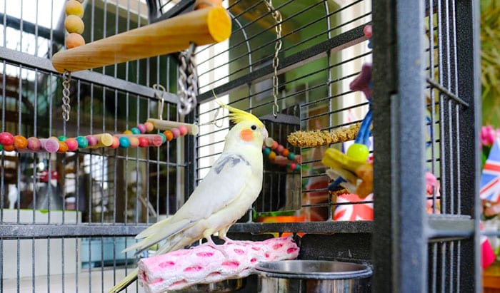 bird cage for two cockatiels