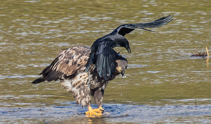 do crows attack other birds