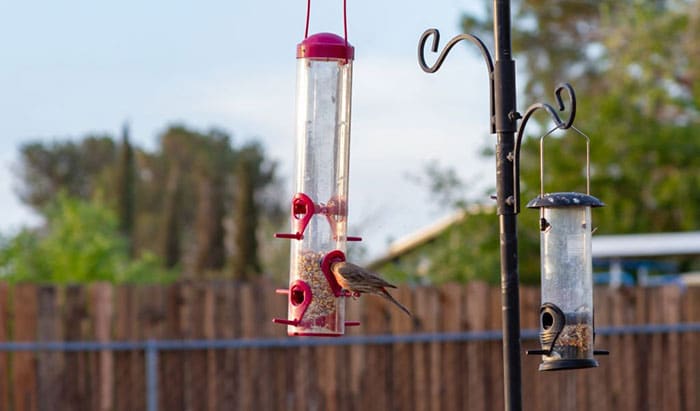 feeding bird at morning